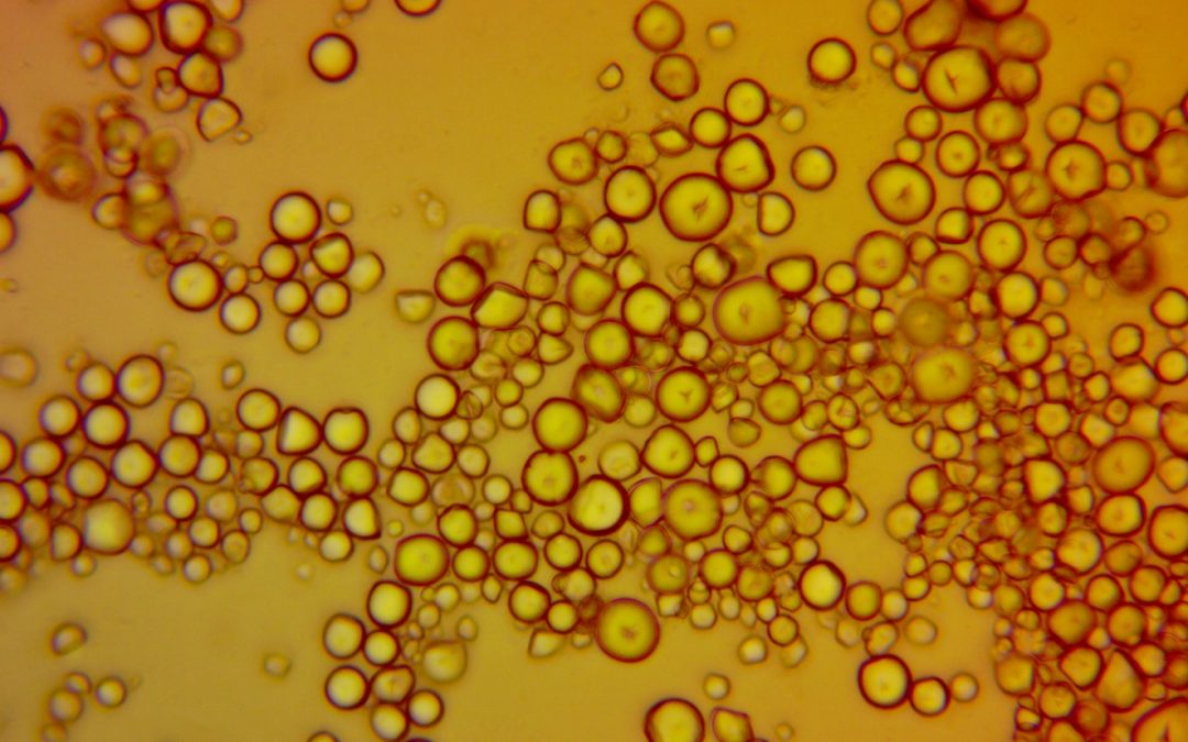 Unlock the Benefits of Resistant Starch for Success