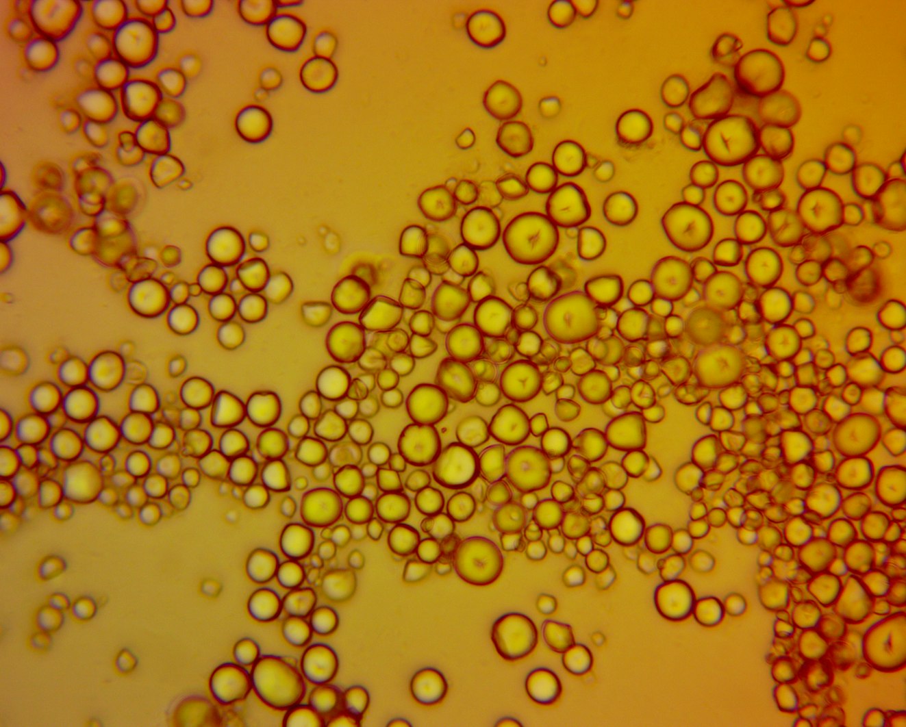 Unlock the Benefits of Resistant Starch for Success