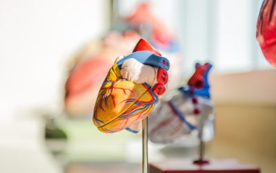 Understanding Cardiovascular Health for Lifelong Success and Well-being