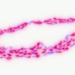 Unlocking Performance: The Power of Beta-Alanine for Success