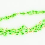 Unlocking the Power of BCAAs for Enhanced Success and Health