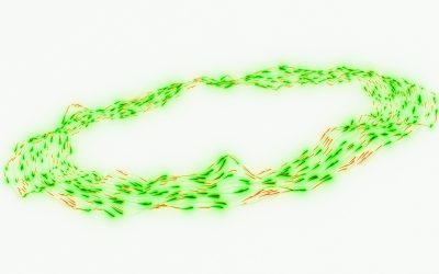 Unlocking the Power of BCAAs for Enhanced Success and Health