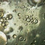 Understanding Endocrine Disruptors for a Healthier Life