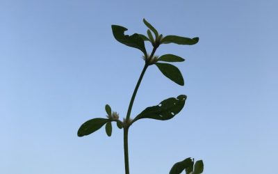 Understanding Growth Hormone: Unlocking Your Path to Success