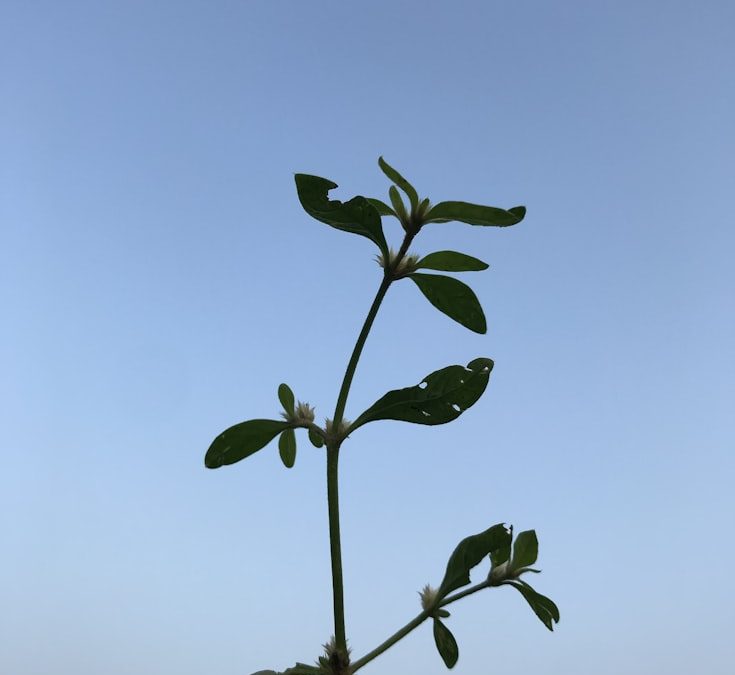 Understanding Growth Hormone: Unlocking Your Path to Success