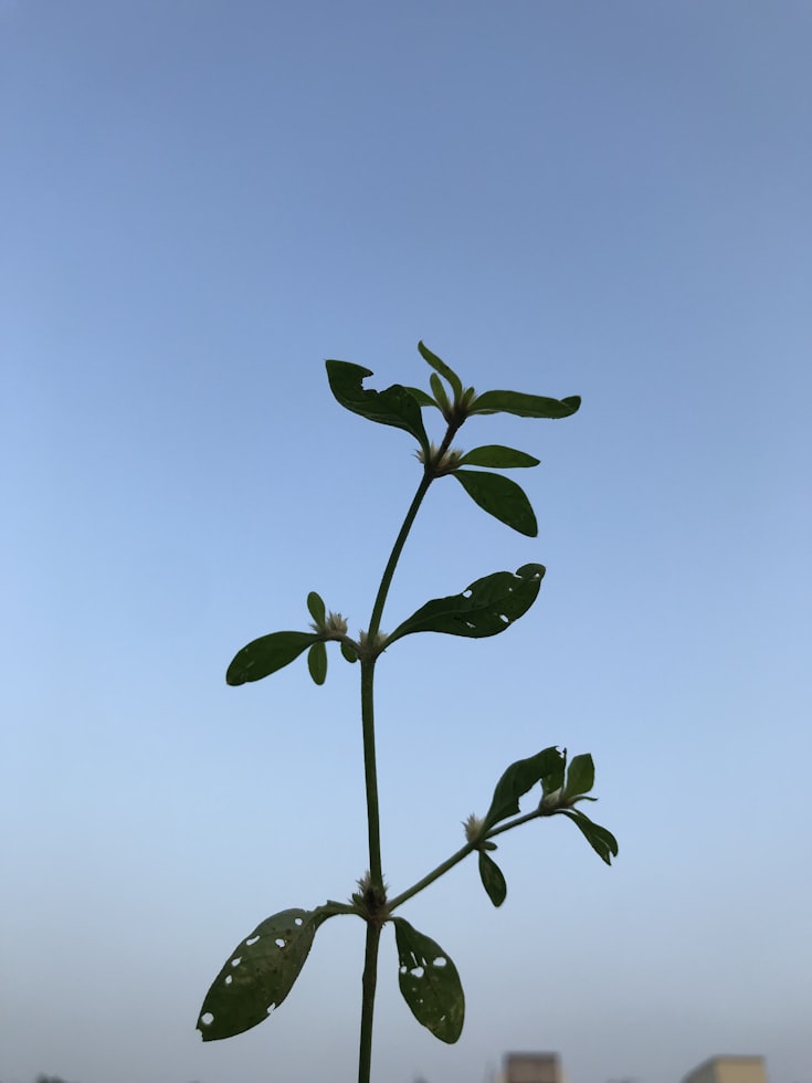 Understanding Growth Hormone: Unlocking Your Path to Success