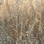 Unlocking the Power of Flaxseed for Optimal Health and Success