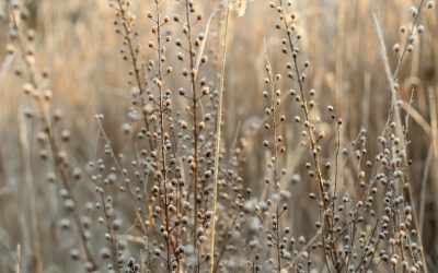 Unlocking the Power of Flaxseed for Optimal Health and Success