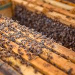 The Incredible Life Lessons We Can Learn from Honey Bees