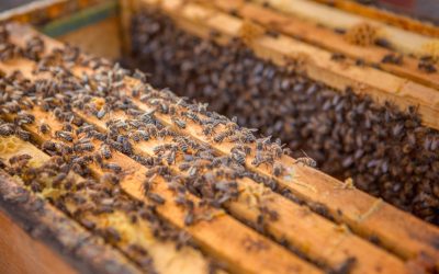 The Incredible Life Lessons We Can Learn from Honey Bees
