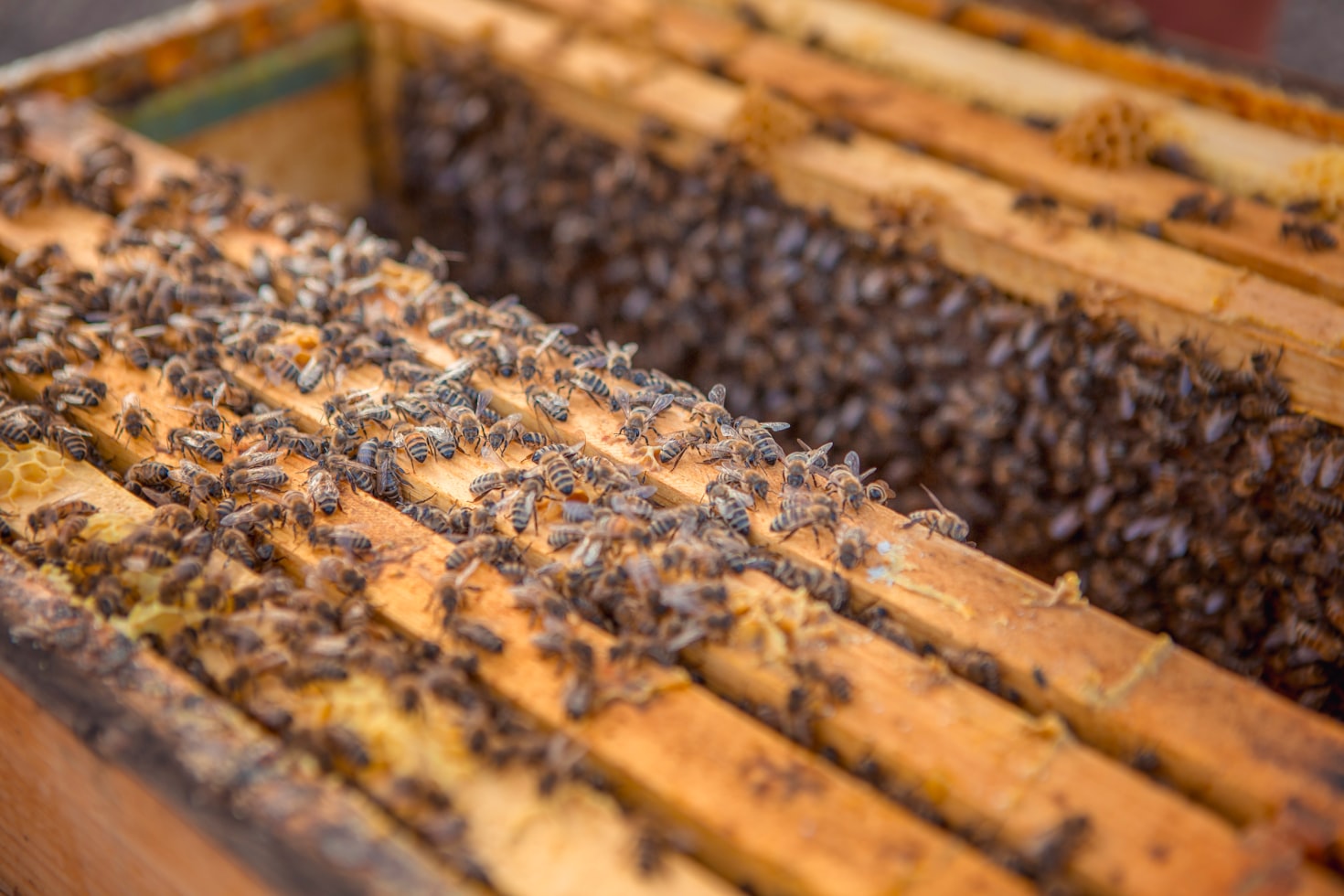 The Incredible Life Lessons We Can Learn from Honey Bees