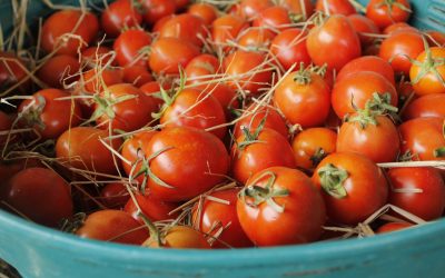 Understanding GM Foods: Benefits, Risks, and Myths Explained