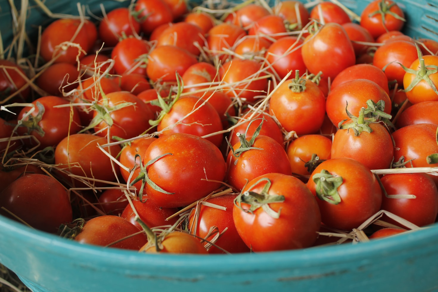 Understanding GM Foods: Benefits, Risks, and Myths Explained