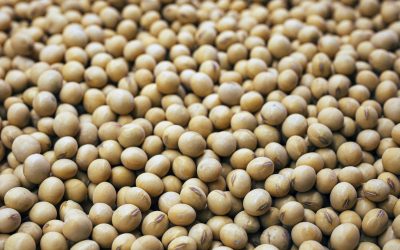 The Power of Soy: Unlocking Health and Success Benefits