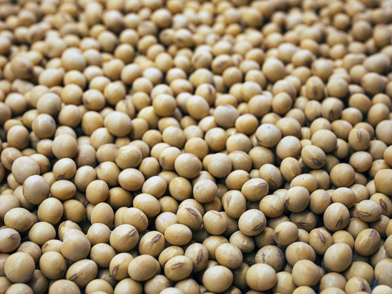 The Power of Soy: Unlocking Health and Success Benefits