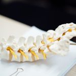 Understanding Spinal Health for Success and Well-Being