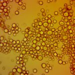 Unlock the Benefits of Resistant Starch for Success