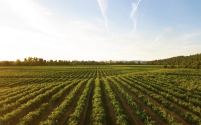 Unpacking GMO Myths: Impact on Health and Success