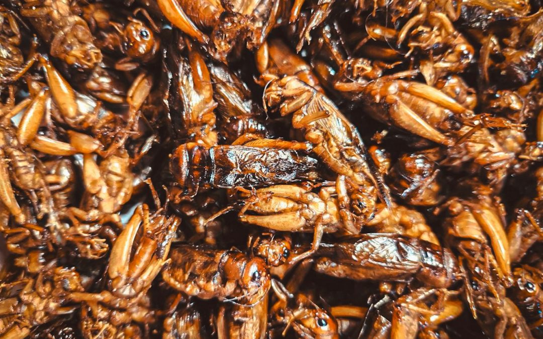 Embrace Entomophagy: Unlock Health and Sustainability Through Edible Insects