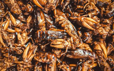 Embrace Entomophagy: Unlock Health and Sustainability Through Edible Insects