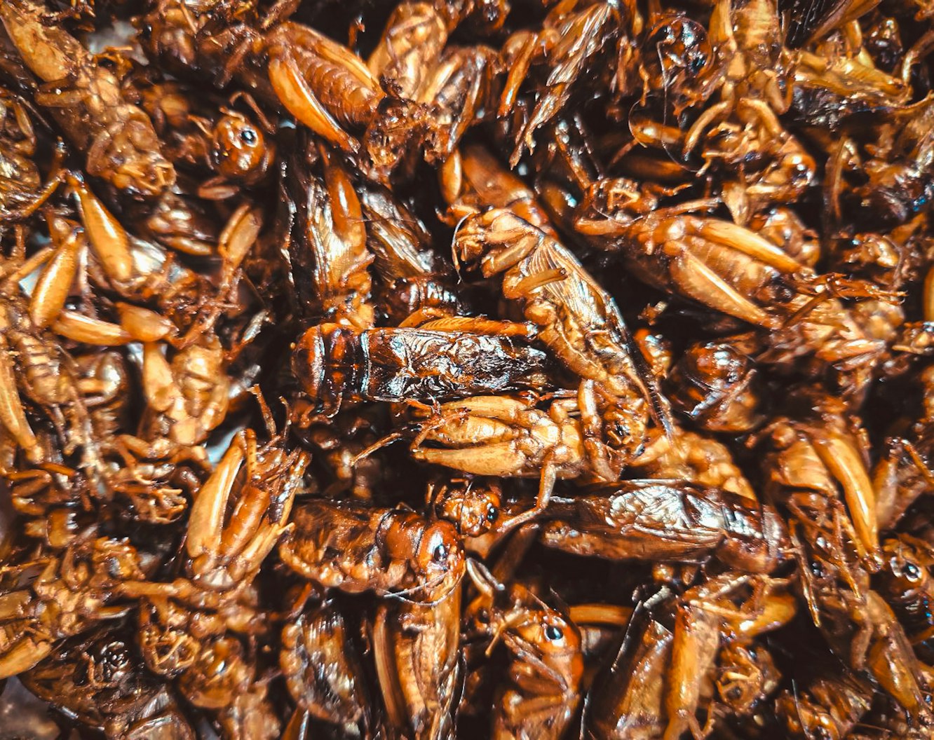Embrace Entomophagy: Unlock Health and Sustainability Through Edible Insects