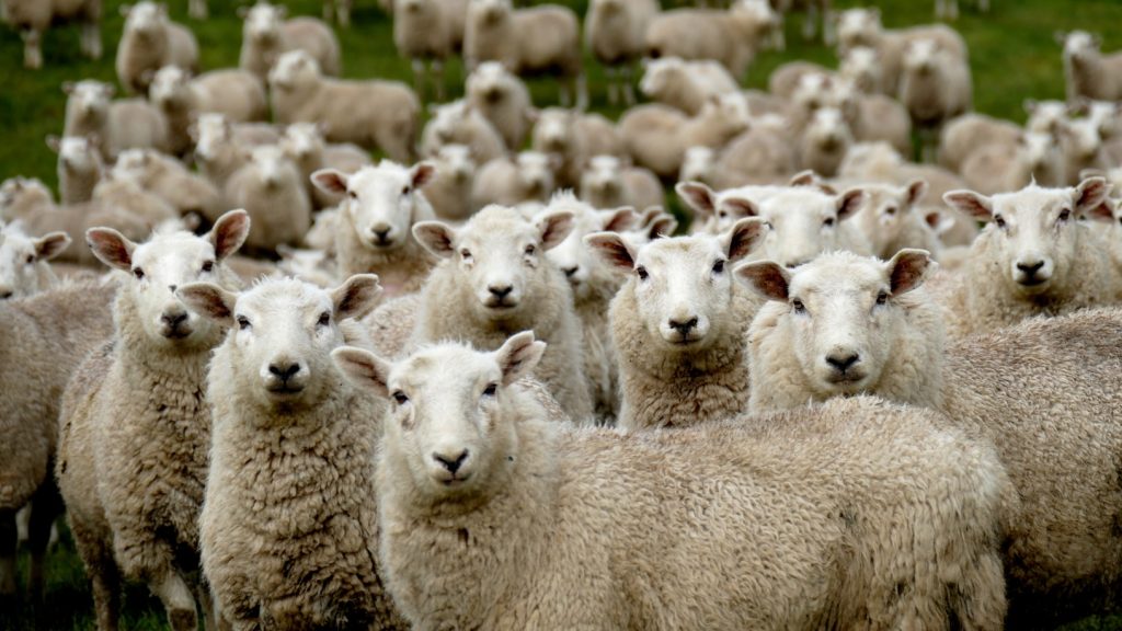 Overcoming Herd Mentality for Individual Success and Growth