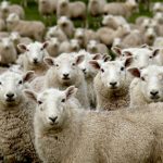 Overcoming Herd Mentality for Individual Success and Growth