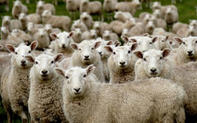 Overcoming Herd Mentality for Individual Success and Growth