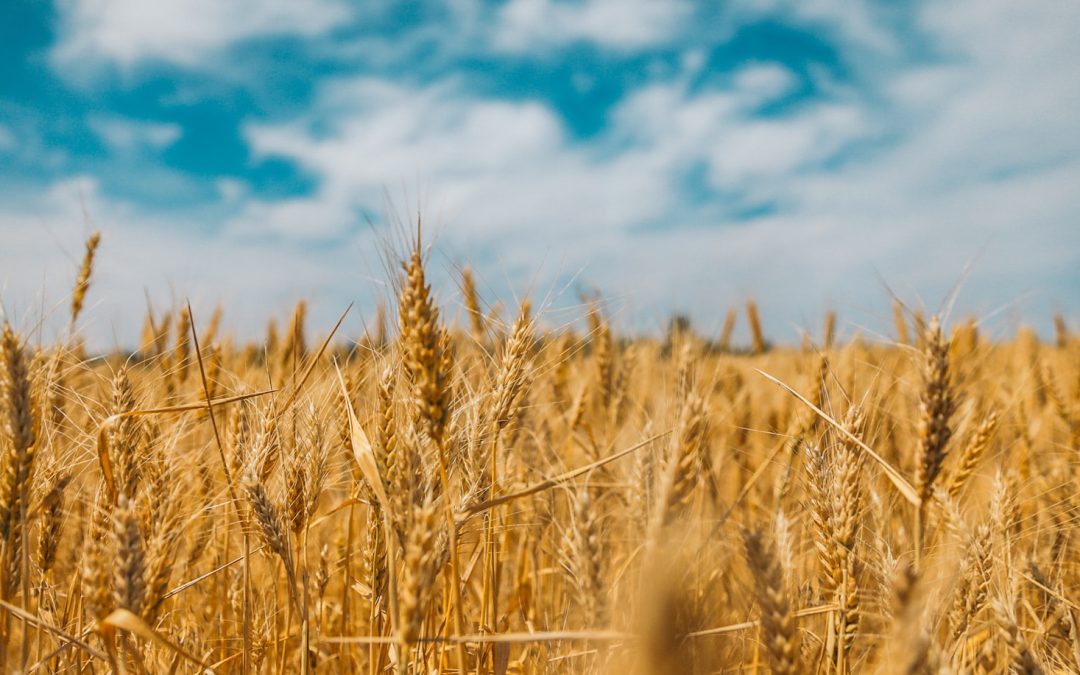 Debunking the Wheat Myth: Understanding Grains and Health