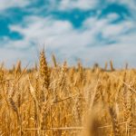 Debunking the Wheat Myth: Understanding Grains and Health