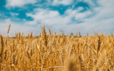 Debunking the Wheat Myth: Understanding Grains and Health
