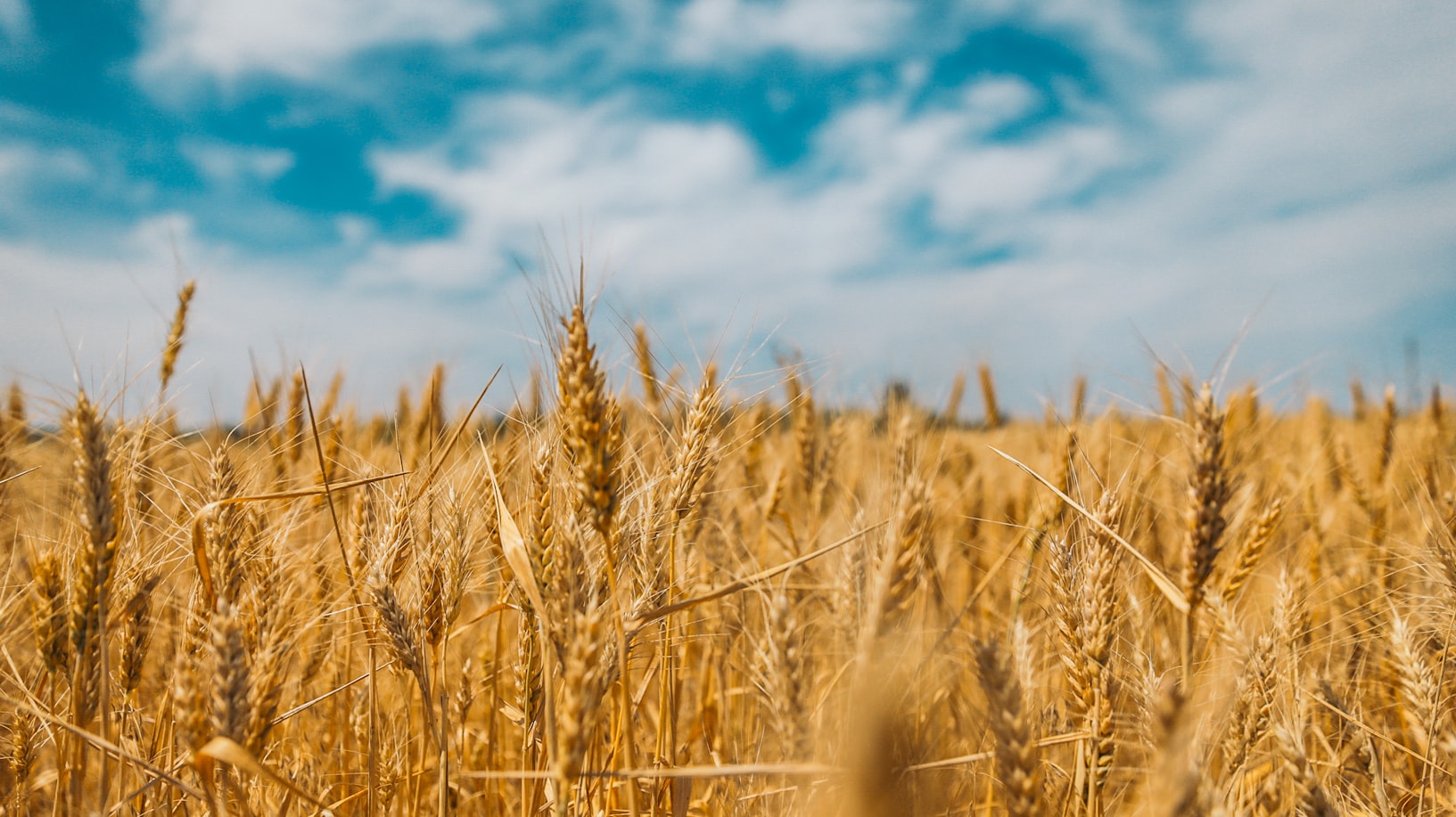 Debunking the Wheat Myth: Understanding Grains and Health