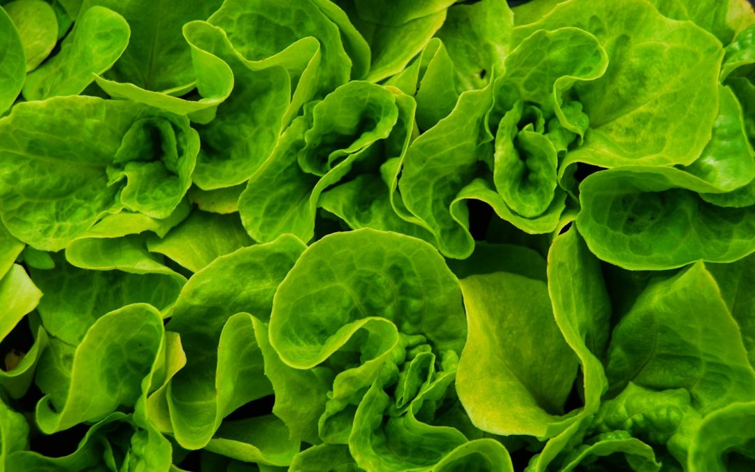 Discover the Surprising Truth About Green Powders and Taste