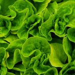 Discover the Surprising Truth About Green Powders and Taste Discover the Surprising Truth About Green Powders and Taste