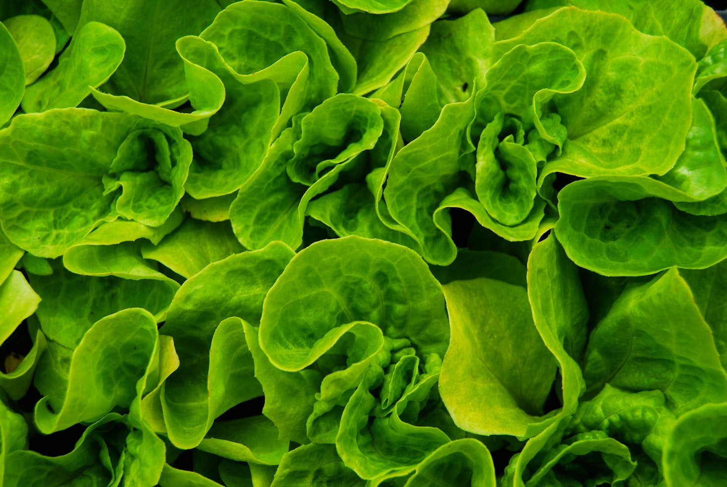 Discover the Surprising Truth About Green Powders and Taste