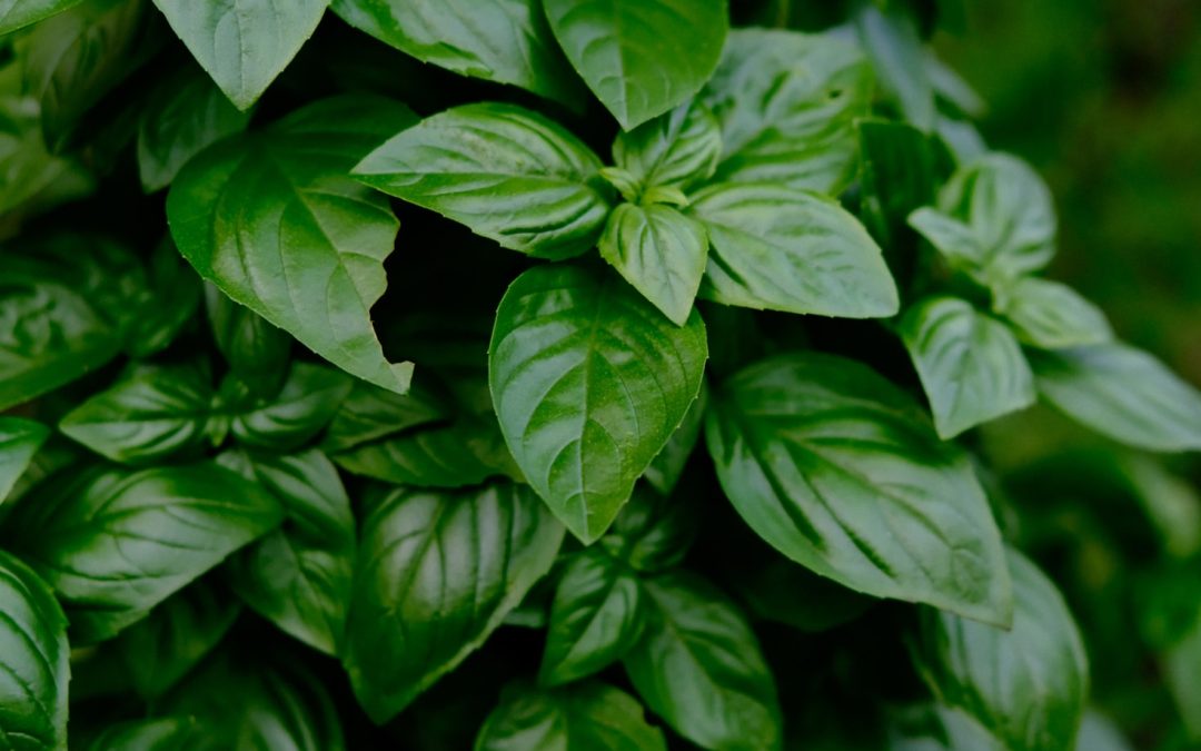 Unlocking the Power of Basil for Health and Success