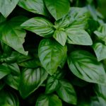 Unlocking the Power of Basil for Health and Success Unlocking the Power of Basil for Health and Success