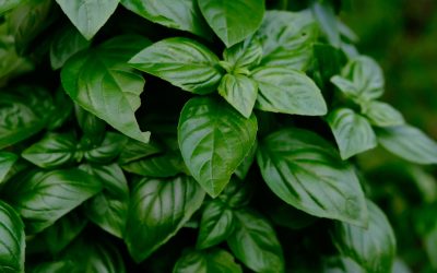 Unlocking the Power of Basil for Health and Success