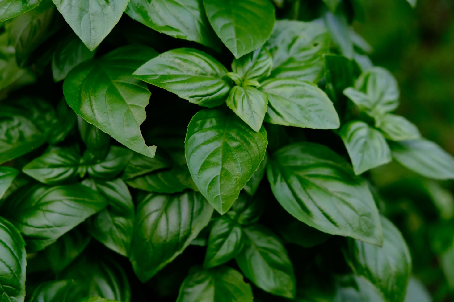 Unlocking the Power of Basil for Health and Success